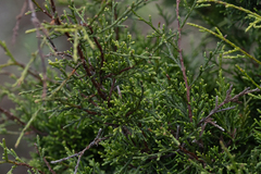 Juniperus canariensis, photograph (c) Jakob Horz, some rights reserved (CC BY)
