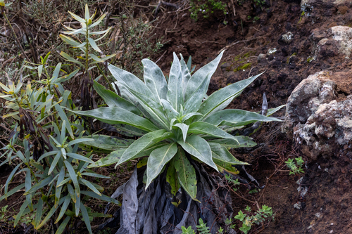 Tower of Jewels (Echium simplex)