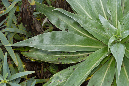 Echium simplex, photograph 1