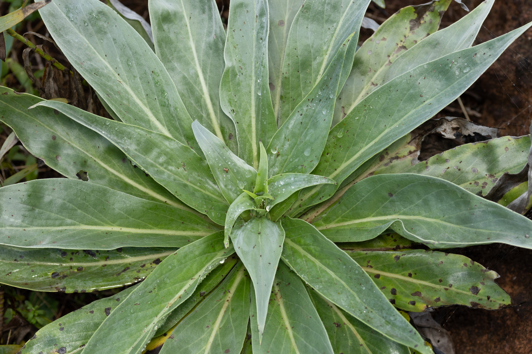 Imagem de Echium simplex