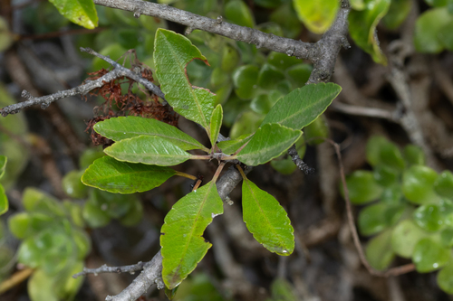Rhamnus crenulata, photograph 4