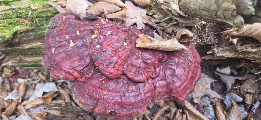 Ganoderma tsugae · October 2025 · photo: © wf_mi (iNaturalist, cc-by)