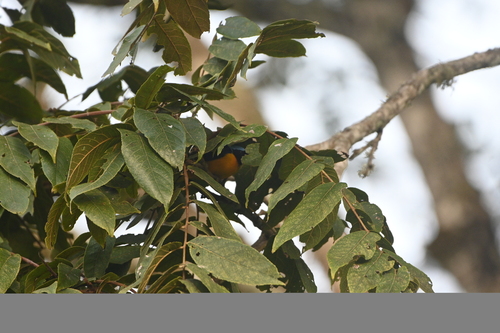 Golden-rumped Euphonia (Chlorophonia cyanocephala), photo 4