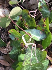 Colletotrichum trichellum