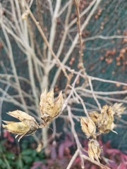 Hibiscus syriacus