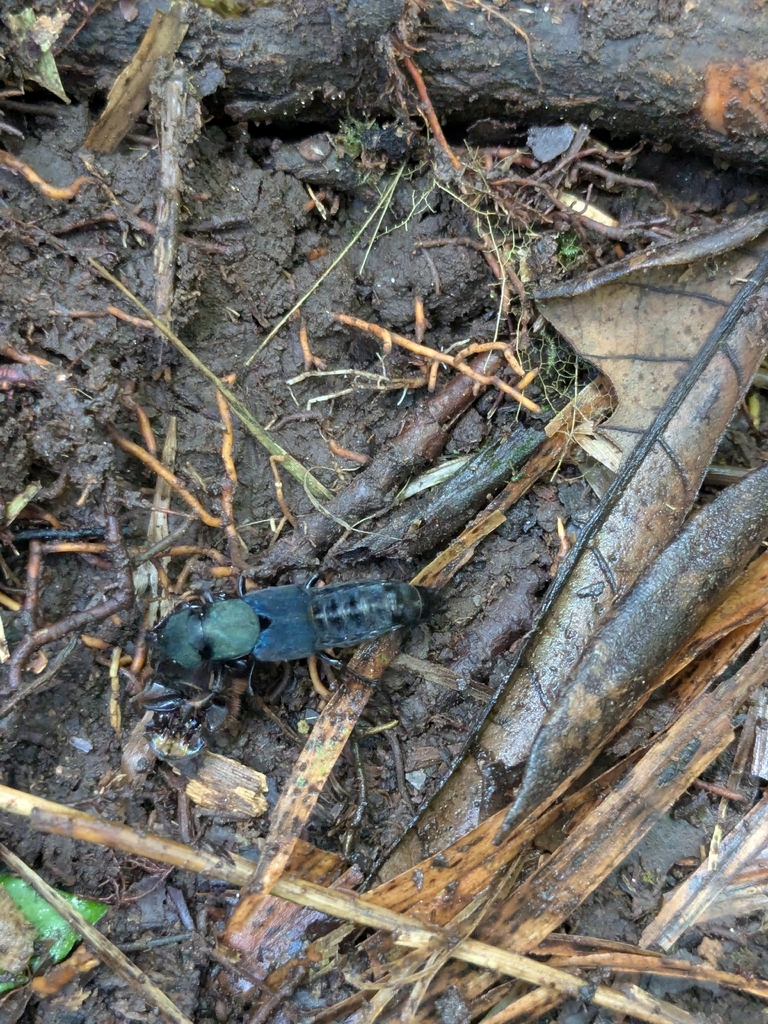 Platydracus buquetii