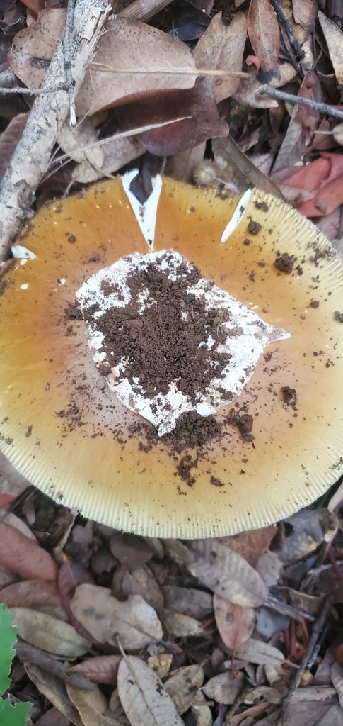 Amanita calyptroderma · October 2025 · photo: © eric_austin (iNaturalist, cc-by)