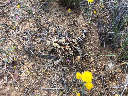 Thorny Devil
