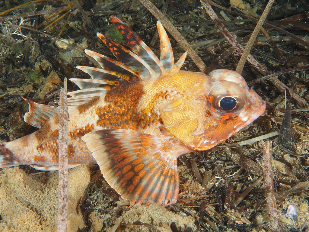 Gulf gurnard perch (Neosebastes bougainvillii) — Neosebastidae