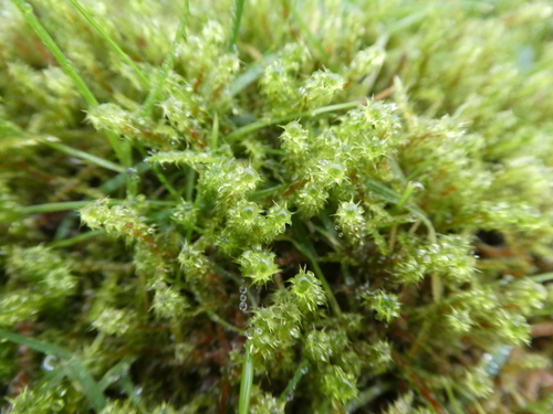 Garbanotoji kerėža nuotrauka