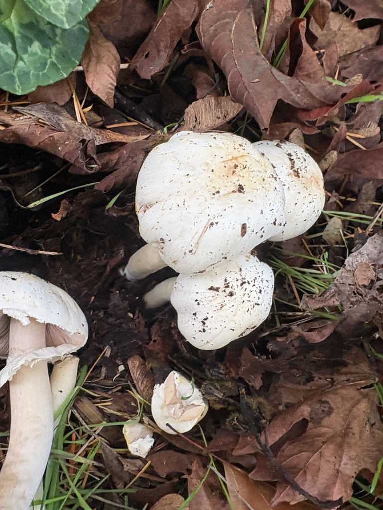 Agaricus xanthodermus