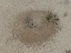 Tetramorium sericeiventre