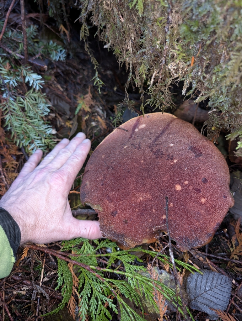 Aureoboletus mirabilis · October 2025 · photo: © moemeikle (iNaturalist, cc-by)