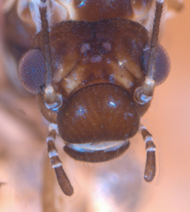Elipsocus hyalinus