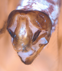 Philotarsus californicus