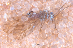 Philotarsus californicus