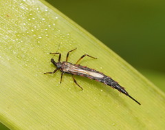 Idolothrips spectrum