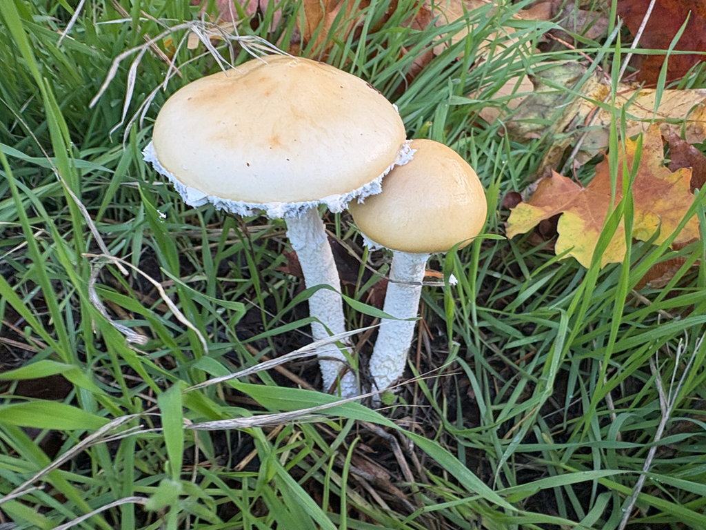Stropharia ambigua · October 2025 · photo: © kindhearted_degenerate (iNaturalist, cc-by-sa)
