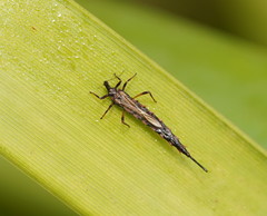 Idolothrips spectrum