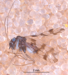 Propsocus pulchripennis
