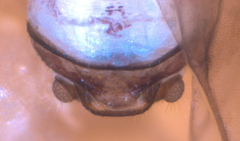 Peripsocus subfasciatus