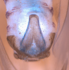 Peripsocus subfasciatus