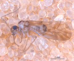 Peripsocus subfasciatus