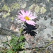Chrysanthemum sinuatum - Photo (c) Olga Demina, alguns direitos reservados (CC BY-NC), uploaded by Olga Demina