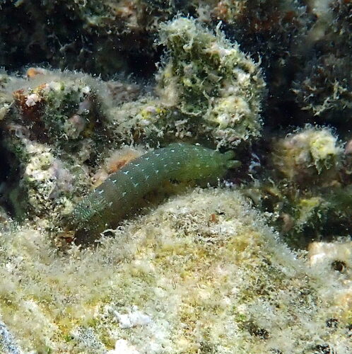Gonodactylaceus falcatus observed 2025-10-31