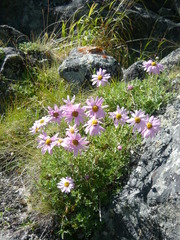 Chrysanthemum sinuatum