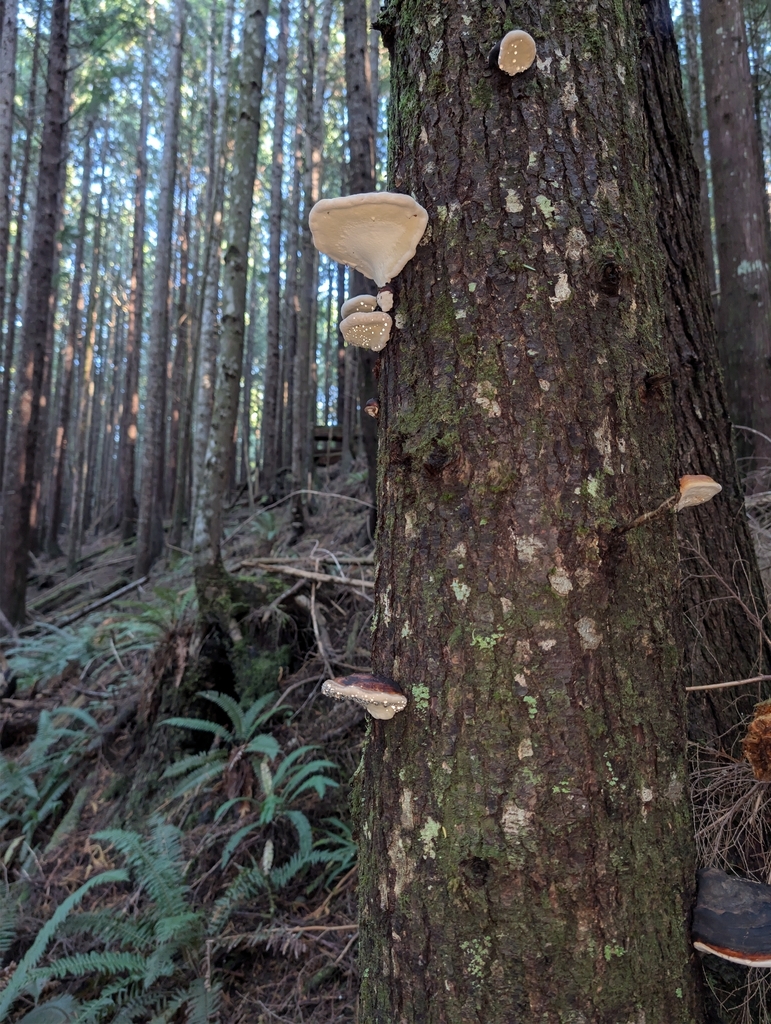 Fomitopsis mounceae · October 2025 · photo: © moemeikle (iNaturalist, cc-by)