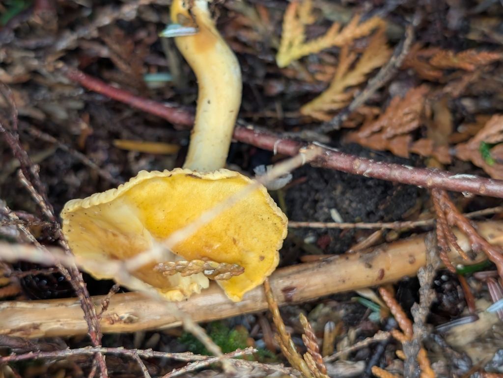 Cantharellus formosus · October 2025 · photo: © moemeikle (iNaturalist, cc-by)