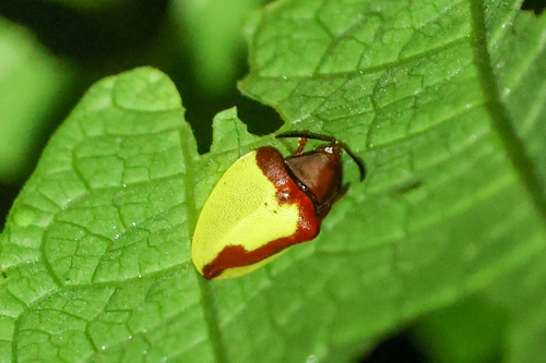 Paraselenis aulica