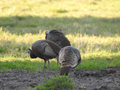 Meleagris gallopavo osceola