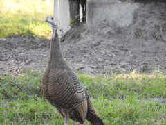 Meleagris gallopavo osceola