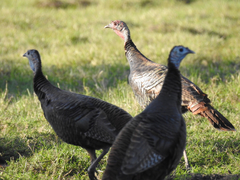 Meleagris gallopavo osceola