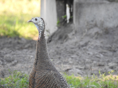 Meleagris gallopavo osceola