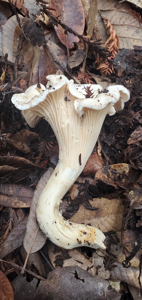 Cantharellus subalbidus · October 2025 · photo: © eric_austin (iNaturalist, cc-by)