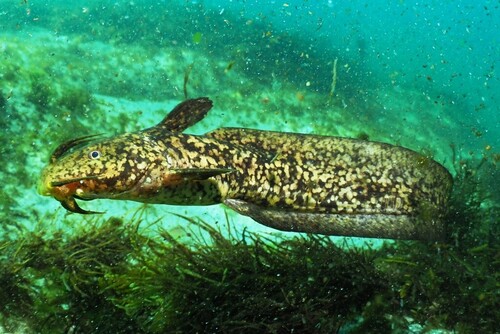 Cobbler (Cnidoglanis macrocephalus) — Plotosidae — 5
