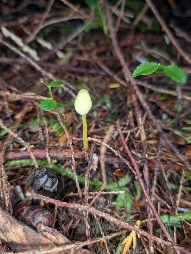 Mycena epipterygia · October 2025 · photo: © moemeikle (iNaturalist, cc-by)