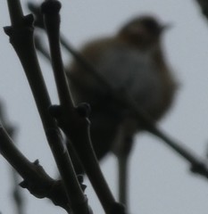 Carduelis carduelis