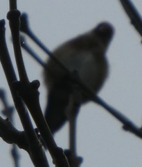 Carduelis carduelis