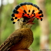 Royal Flycatcher - Photo (c) cristianrial, some rights reserved (CC BY-NC)