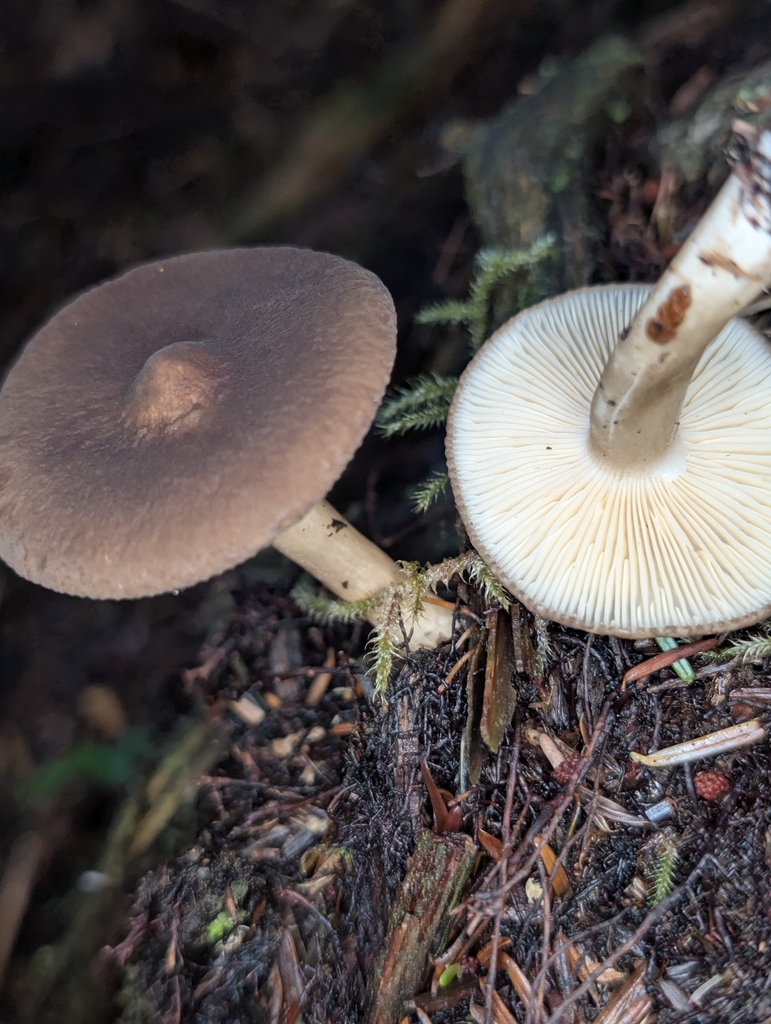 Lactarius fallax · October 2025 · photo: © moemeikle (iNaturalist, cc-by)