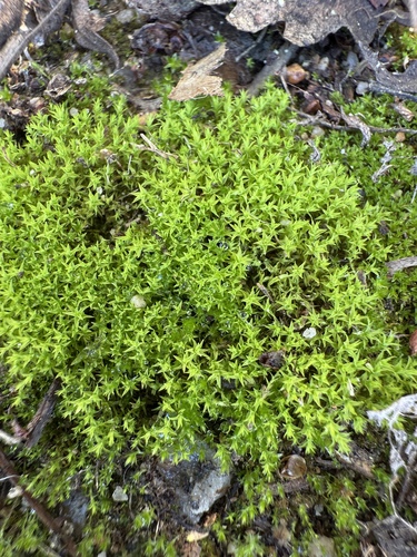 iNaturalist observation photo of Pottiaceae