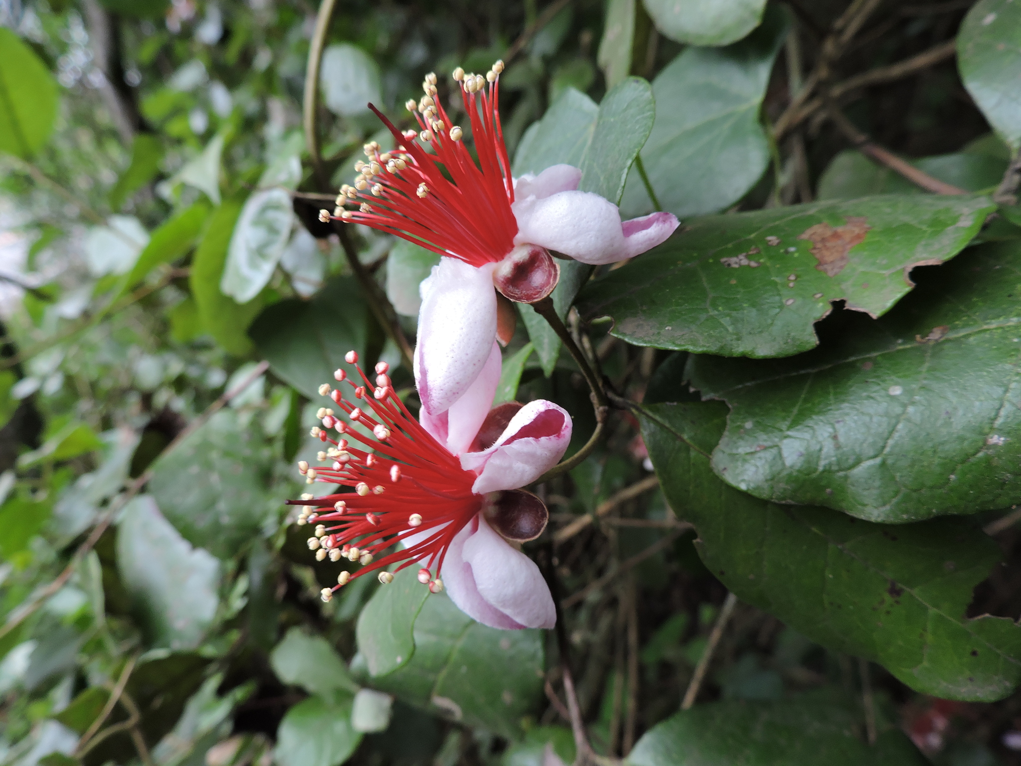 Feijoa sellowiana