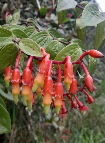 Psammisia ecuadorensis, 2025-10-30