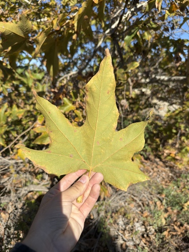 iNaturalist observation photo of western sycamore