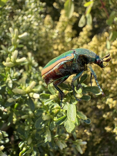 iNaturalist observation photo of Figeater Beetle