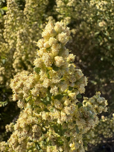 iNaturalist observation photo of coyote brush